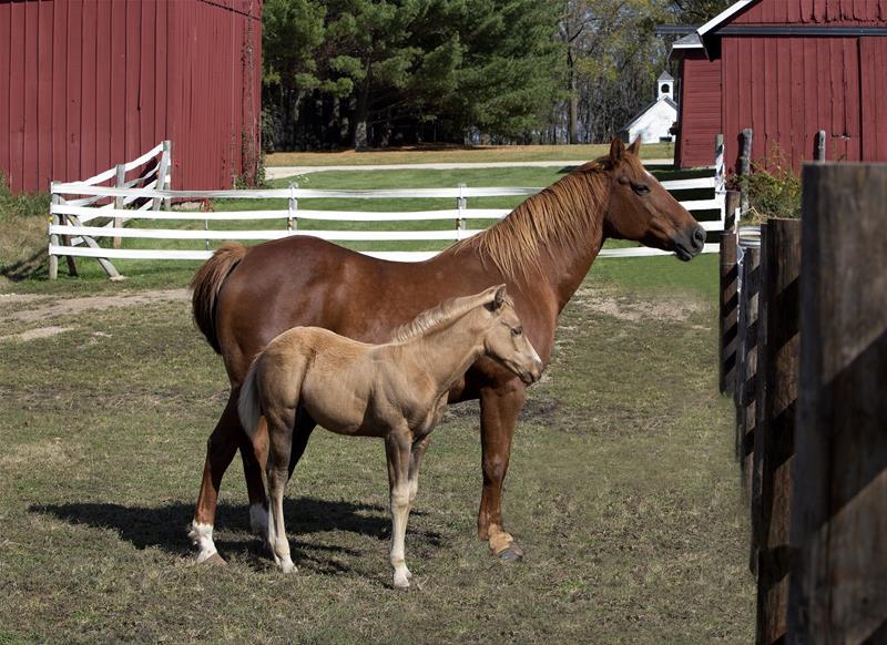 Mobile Veterinary Equine Reproduction in Montrose, CO Horsefly Creek